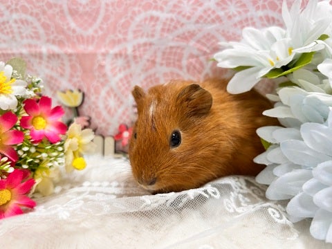 お花の影からこんにちは😀