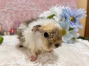 ティディーモルモット