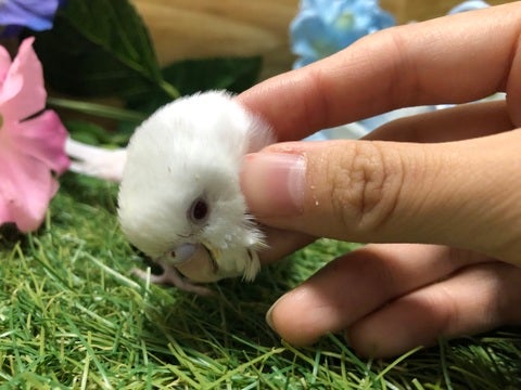 【5月7日撮影】甘えん坊です🥺💗