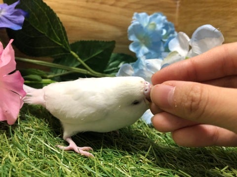 【5月7日撮影】構ってちゃん💖