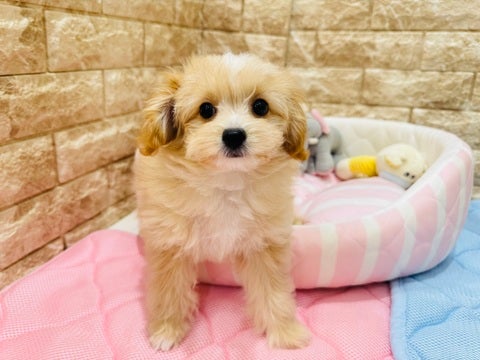 5/7撮影　1人遊びもお任せあれっ❣️😤むちむチワプーです🤭