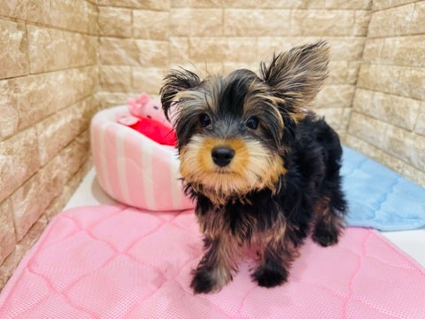 5/7撮影　ちょっぴり大人っぽくなったかな？🤭中身はまだまだ甘えん坊ちゃん❣️