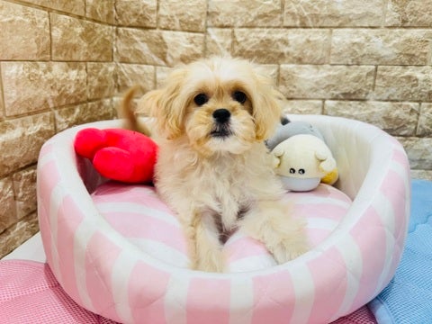 5/7撮影　とっても甘えん坊で遊び好きのアンダーちゃん🤭♡✨