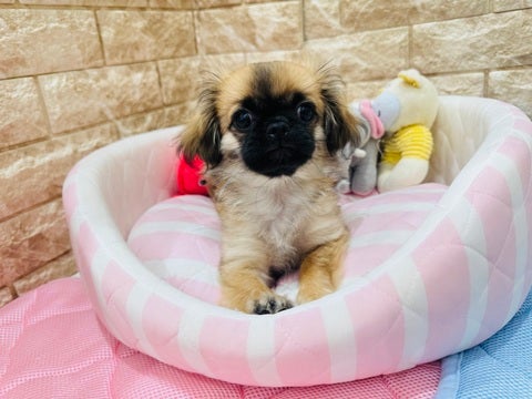 5/7撮影　ほんの少しシャイなところも奥ゆかしい☺️💖