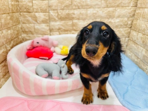 5/7撮影　最近はKongハマってます😬🌟すぐお膝の上乗ってくれます❣️