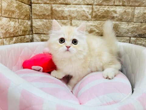 5/7撮影　まんまるフォルムタイプのラガたん🐾🐈🐾💖