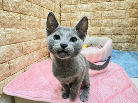 5/7撮影　上手におしゃべりしてくれる好奇心旺盛の男の子❣️😆