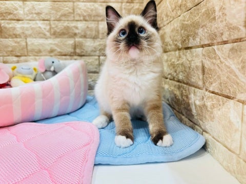 5/7撮影　まんまるタイプのラグドールちゃん🥰🐾かーわいっ❣️