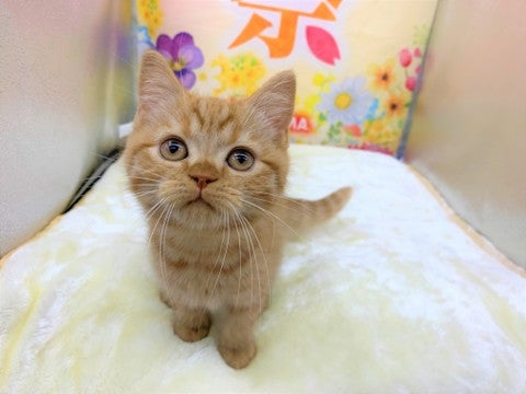 【2025/05/07撮影】なでなで大好きなので待ってますっ🌟