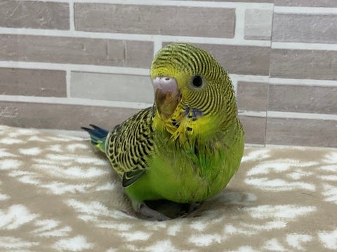 たくさん食べて元気いっぱい✨