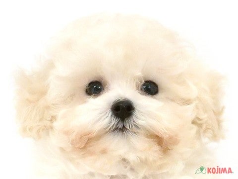 千葉県のトイプードル(トイ) (コジマウエルケアセンター/2025年3月5日生まれ/男の子/ホワイト)の子犬
