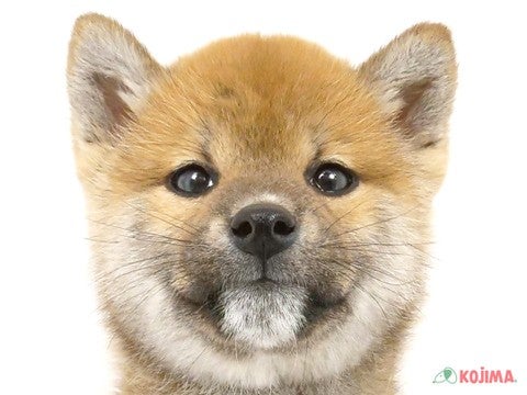 東京都の柴犬(標準サイズ) (コジマ花小金井店/2025年3月5日生まれ/男の子/赤)の子犬