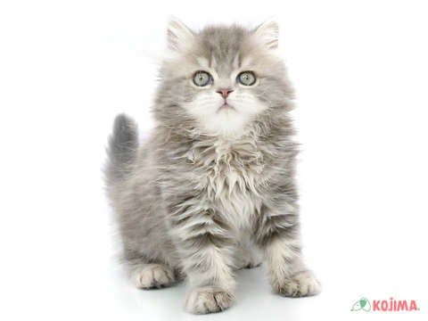 ✨珍しいブルータビーカラーのロングコートちゃん♡まんまるフェイスの甘えん坊さん✨