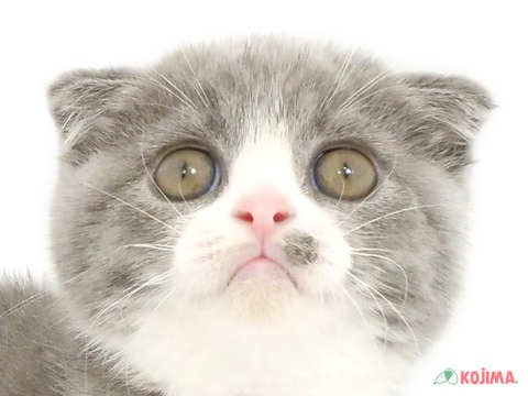 千葉県のスコティッシュフォールド (コジマウエルケアセンター/2025年3月7日生まれ/男の子/ブルータビーホワイト)の子猫