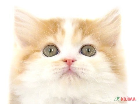 埼玉県のミヌエット (コジマ浦和店/2025年3月8日生まれ/男の子/レッドタビーホワイト)の子猫