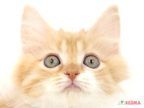 埼玉県のミヌエット (コジマ浦和店/2025年3月8日生まれ/女の子/レッドタビーホワイト)の子猫