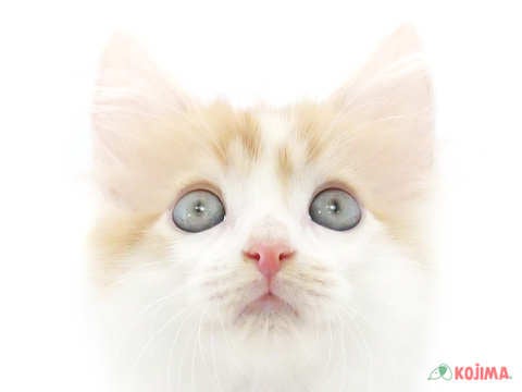 東京都のミヌエット (コジマ府中店/2025年3月8日生まれ/男の子/レッドタビーホワイト)の子猫