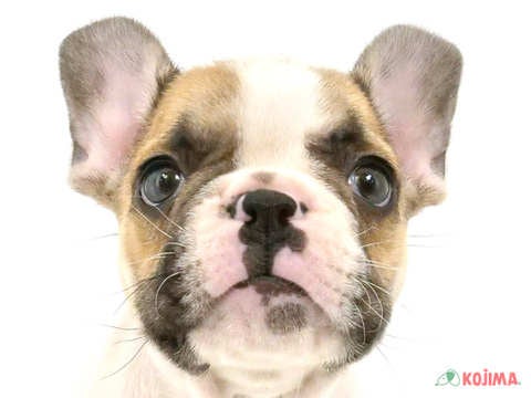 埼玉県のフレンチブルドッグ (コジマモラージュ菖蒲店/2025年3月8日生まれ/男の子/パイド)の子犬