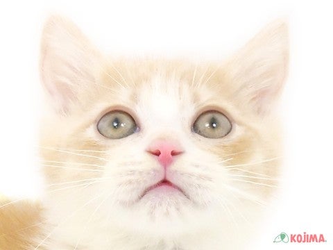 千葉県のマンチカン (コジマウエルケアセンター/2025年2月13日生まれ/男の子/クリームマッカレルタビーホワイト)の子猫