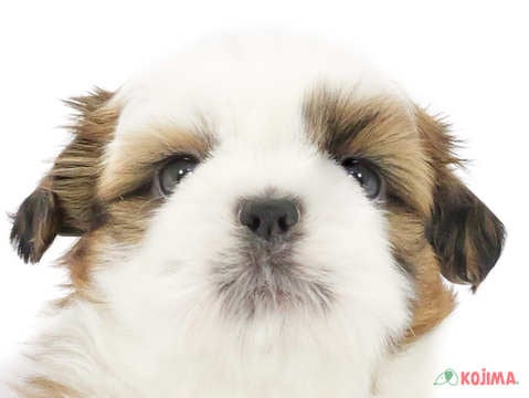 東京都のシーズー (コジマアリオ北砂店/2025年3月5日生まれ/男の子/ゴールドホワイト)の子犬