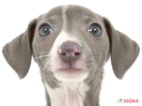 千葉県のイタリアングレーハウンド (コジマウエルケアセンター/2025年3月1日生まれ/女の子/グレーホワイト)の子犬