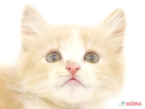千葉県のマンチカン (コジマウエルケアセンター/2025年3月5日生まれ/男の子/クリームタビーホワイト)の子猫