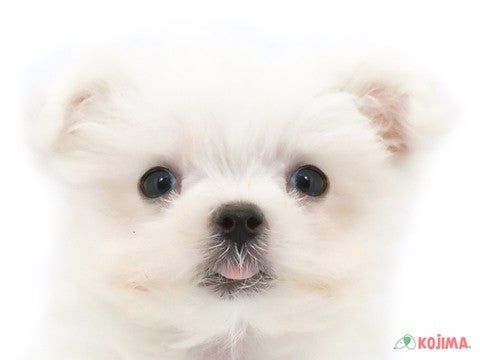 千葉県のマルチーズ (コジマアリオ市原店/2025年3月8日生まれ/男の子/ホワイト)の子犬