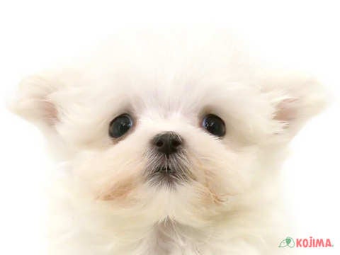 東京都のマルチーズ (コジマ西篠崎店/2025年3月8日生まれ/男の子/ホワイト)の子犬