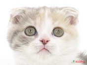 826328_ext_33_0_L.jpg