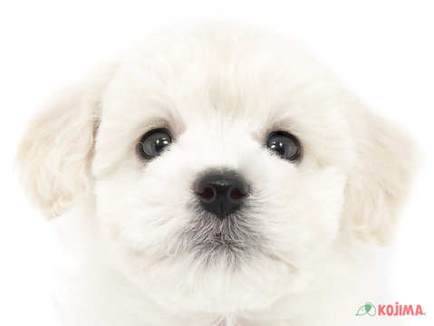 東京都のビションフリーゼ (コジマ花小金井店/2025年3月8日生まれ/男の子/ホワイト)の子犬