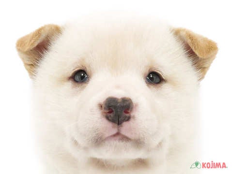 東京都の柴犬(標準サイズ) (コジマアリオ亀有店/2025年3月8日生まれ/女の子/白)の子犬