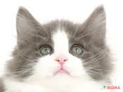 ノルウェージャン・フォレスト・キャット