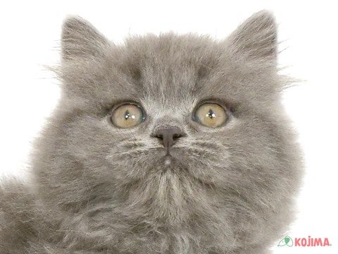 東京都のブリティッシュロングヘアー (コジマ木場店/2025年3月7日生まれ/女の子/ブルー)の子猫