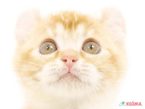 千葉県のアメリカンカール (コジマウエルケアセンター/2025年3月8日生まれ/女の子/レッドタビー)の子猫