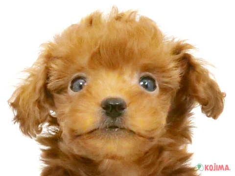 東京都のトイプードル(トイ) (コジマ足立店/2025年3月9日生まれ/男の子/レッド)の子犬