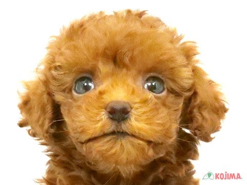 茨城県のトイプードル(トイ) (コジマイーアスつくば店/2025年3月8日生まれ/男の子/レッド)の子犬