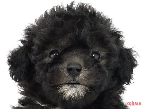 千葉県のトイプードル(トイ) (コジマウエルケアセンター/2025年3月9日生まれ/女の子/シルバー)の子犬