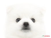 826422_ext_33_0_L.jpg