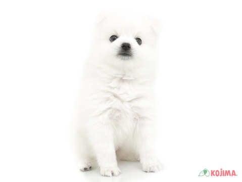 ✨綺麗なカラーにもっこもこな毛並み♡綺麗で可愛い元気な女のコ✨