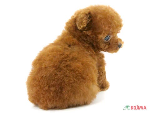 5/8撮影♬　会いに来てね🐾