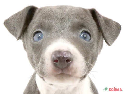 千葉県のイタリアングレーハウンド (コジマアリオ柏店/2025年3月9日生まれ/女の子/ブルーホワイト)の子犬