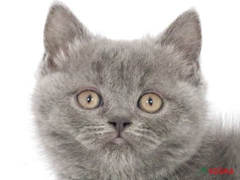 東京都のブリティッシュショートヘアー (コジマ国分寺店/2025年3月4日生まれ/女の子/ブルー)の子猫