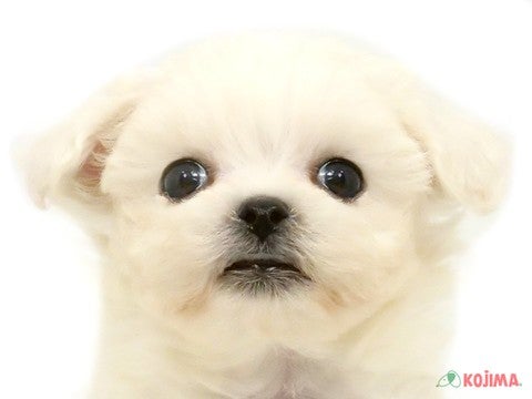 千葉県のビションフリーゼ (コジマウエルケアセンター/2025年3月7日生まれ/女の子/ホワイト)の子犬