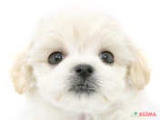 826444_ext_33_0_L.jpg