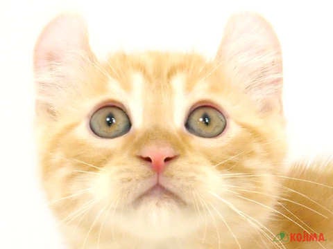 千葉県のアメリカンカール (コジマウエルケアセンター/2025年3月4日生まれ/男の子/レッドタビー)の子猫