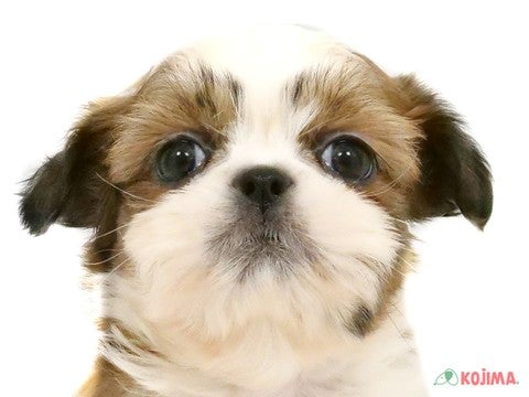 東京都のシーズー (コジマアリオ西新井店/2025年3月7日生まれ/男の子/ホワイトゴールド)の子犬