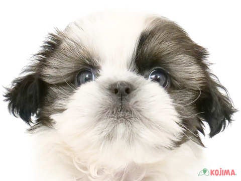 千葉県のシーズー (コジマウエルケアセンター/2025年3月8日生まれ/男の子/ホワイトゴールド)の子犬