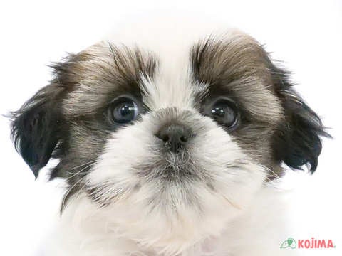 東京都のシーズー (コジマ木場店/2025年3月8日生まれ/男の子/ゴールドホワイト)の子犬
