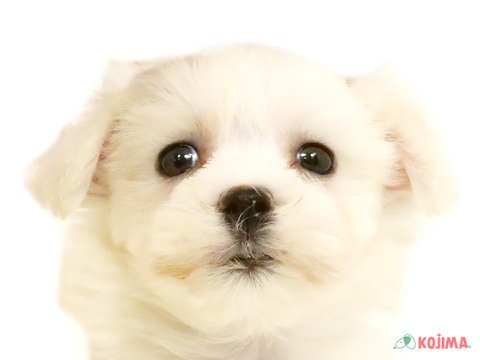 埼玉県のハーフ犬・ミックス犬 (コジマアリオ深谷店/2025年3月8日生まれ/女の子/ホワイト)の子犬