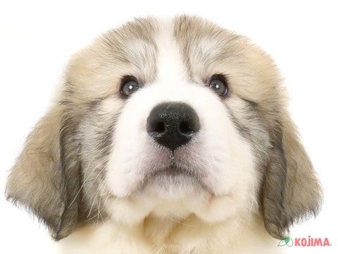 埼玉県のグレートピレニーズ (コジマ大宮店/2025年3月5日生まれ/男の子/ホワイト・バジャーマーキングス)の子犬